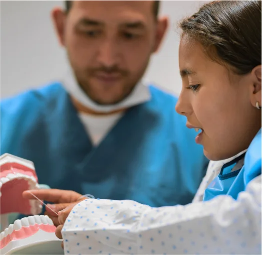 A young girl examines a dental model, showing curiosity about teeth and oral health.